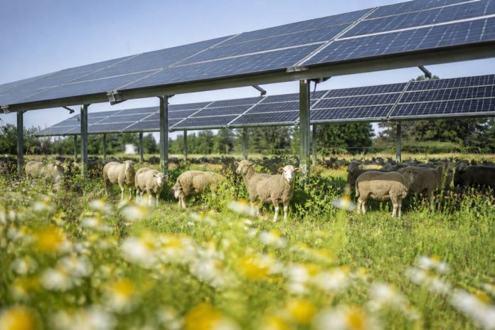 Agrivoltaisme : définition, avantages et fonctionnement